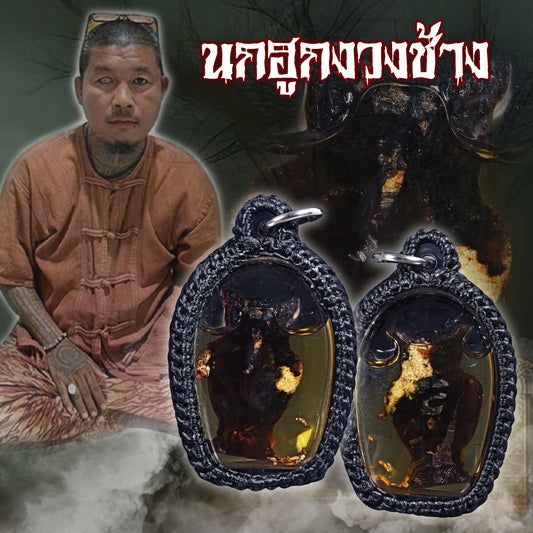 鲁士彭萨帕 · 象鼻枭